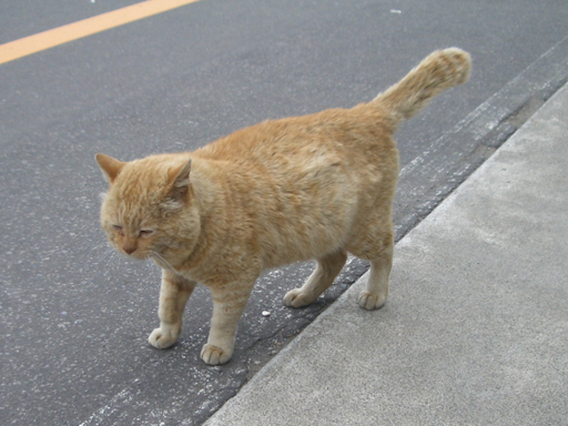 本年の御大。